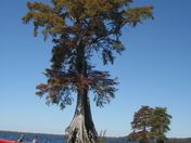 Great Dismal Swamp National Wildlife Refuge