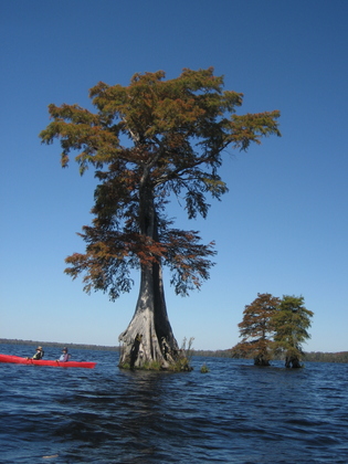 Great Dismal Swamp National Wildlife Refuge