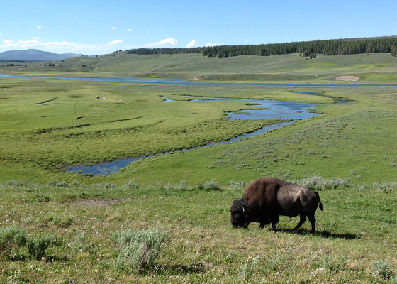 Yellowstone National Park
