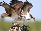 Laguna Atascosa National Wildlife Refuge