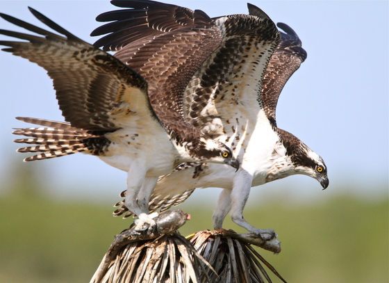 Laguna Atascosa National Wildlife Refuge