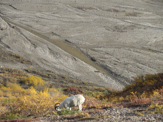 Denali