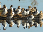 Merritt Island Nat'l Wildlife Refuge