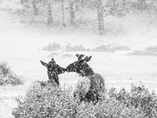 Rocky Mountain National Park