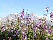 Mt. St. Helens