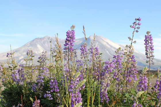 Mt. St. Helens