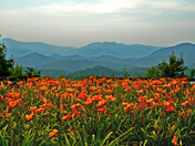 Great Smokey Mountains National Park