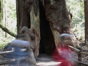 Muir Woods National Monument