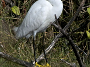 Everglades National park