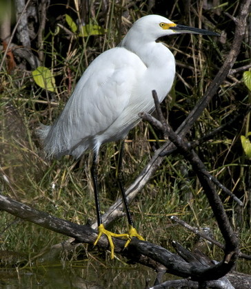 Everglades National park