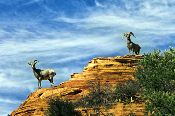 Zion National Park UT