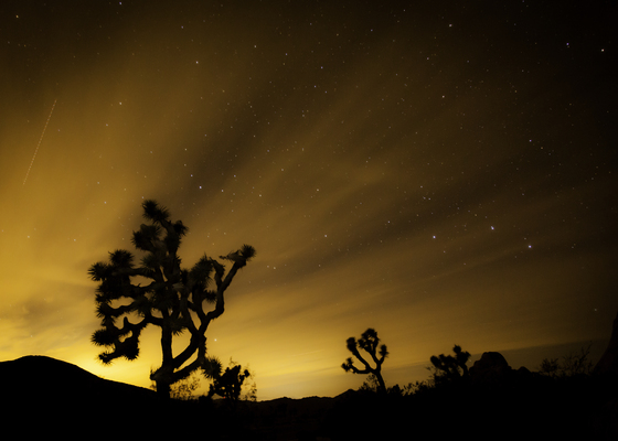 Joshua Tree National Park