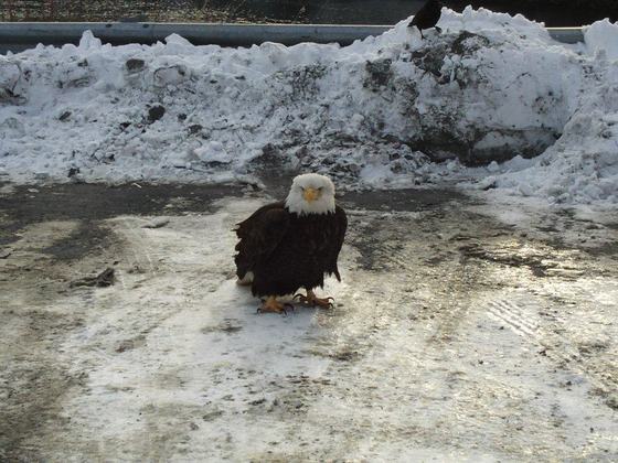 Kodiak, Alaska