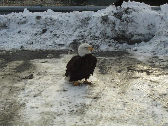 Kodiak, Alaska