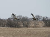goose flyby
