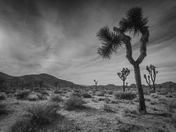 Joshua Tree