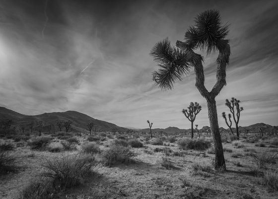 Joshua Tree