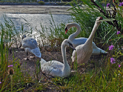 Swan Family-02