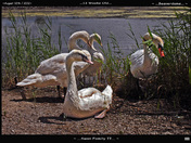 Swan Family-02