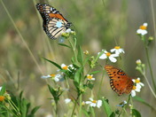 St. Marks National Wildlife Refuge
