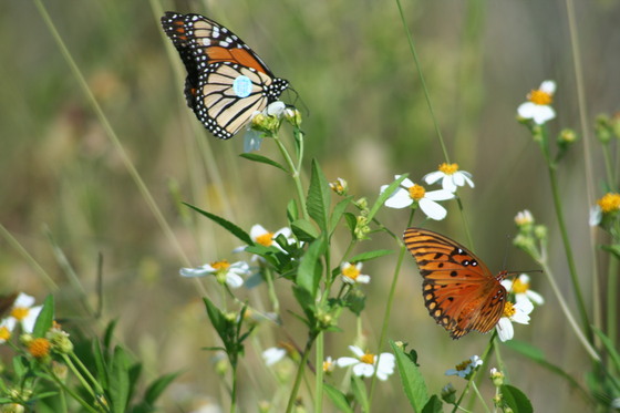 St. Marks National Wildlife Refuge