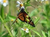 St. Marks National Wildlife Refuge
