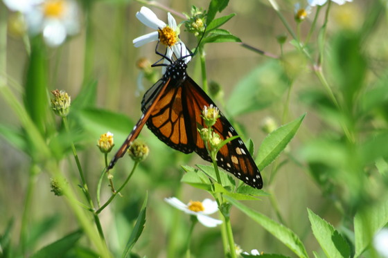 St. Marks National Wildlife Refuge