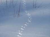 Lower Klamath National Wildlife Refuge