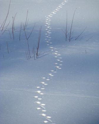 Lower Klamath National Wildlife Refuge