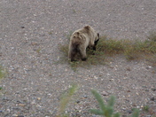 Denali National Park