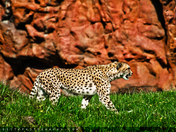 Just a Cheetah!