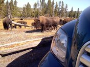 Yellowston National Park