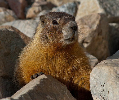 Great Basin National Park