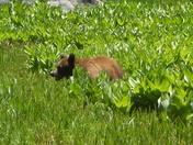 Sequoia National Park