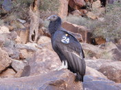 Grand Canyon National Park