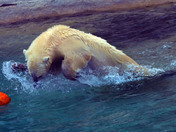 Hudson enjoying a Pumpkin