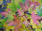 Olympic National Park