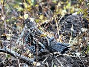 Uinta-Wasatch-Cache National Forest