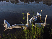 Swan Family-02