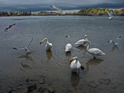 Swan Family-02
