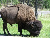 Black Hills National Park