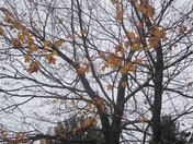 Shenandoah National Park