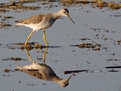 Greater Yellowlegs