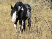 Theodore Roosevelt National Park 