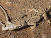 Arches National Park