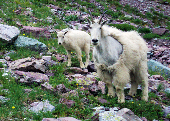 Glacier National Park
