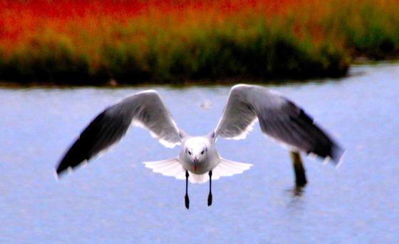  Edwin B. Forsythe National Wildlife Refuge