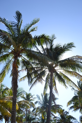 Everglades