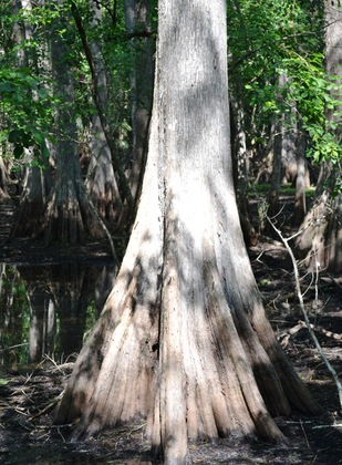 Everglades
