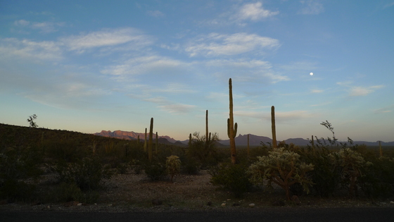 Organ Pipe National Monument